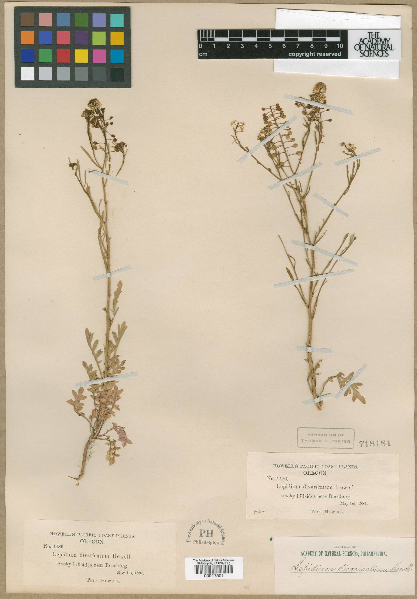 Lepidium divaricatum image