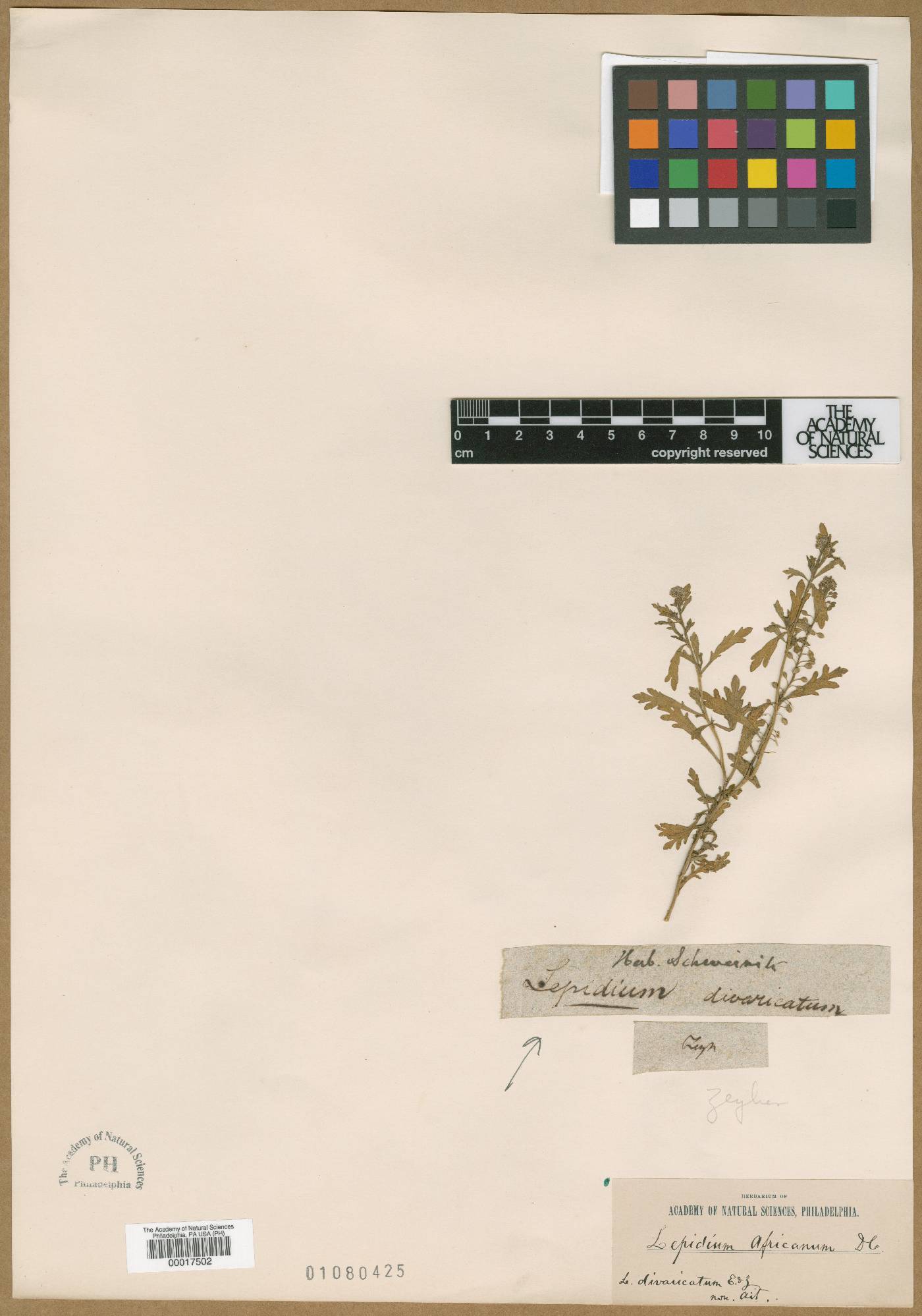 Lepidium divaricatum image
