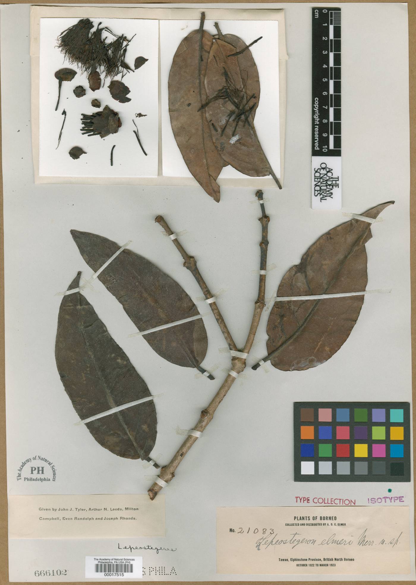 Lepeostegeres image