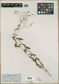 Lisianthus longifolius image