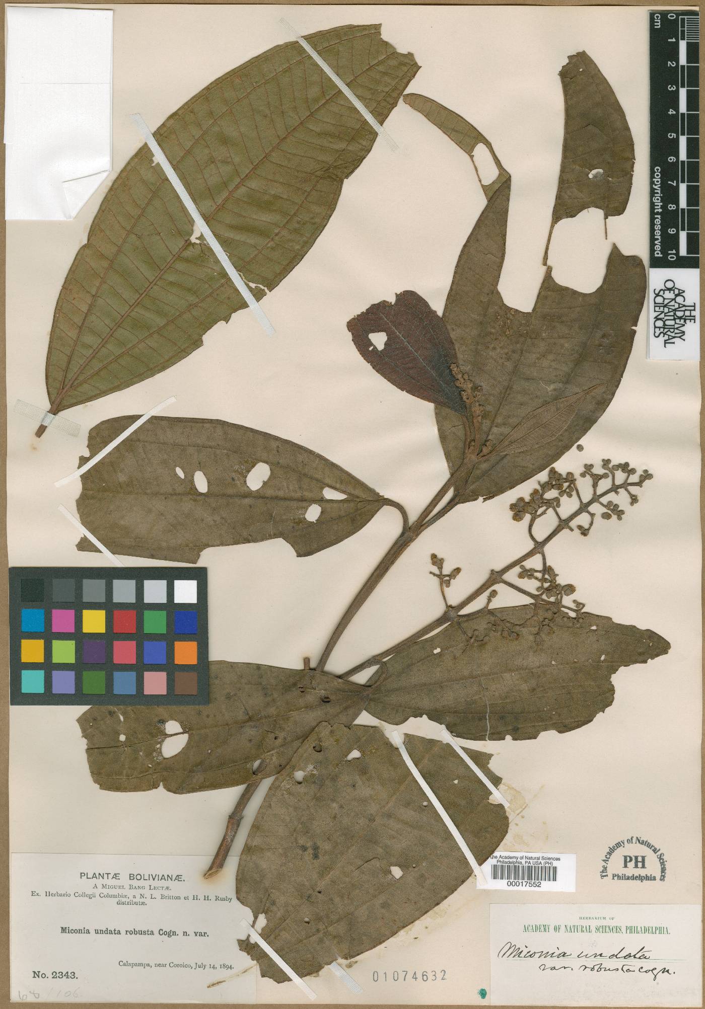 Miconia undata image