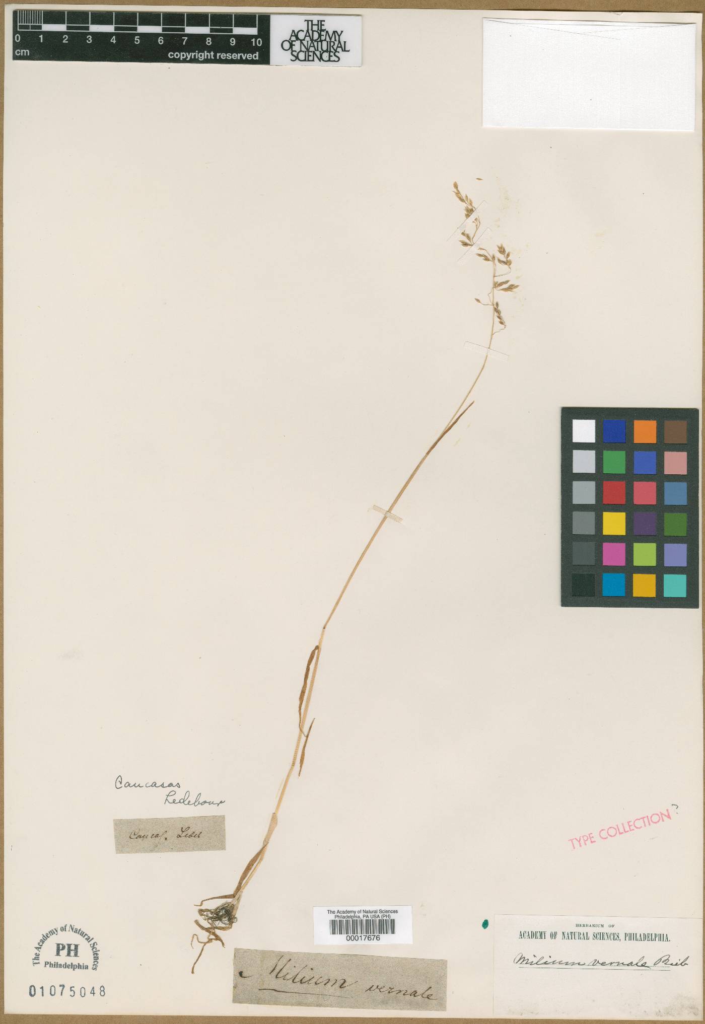Milium vernale image