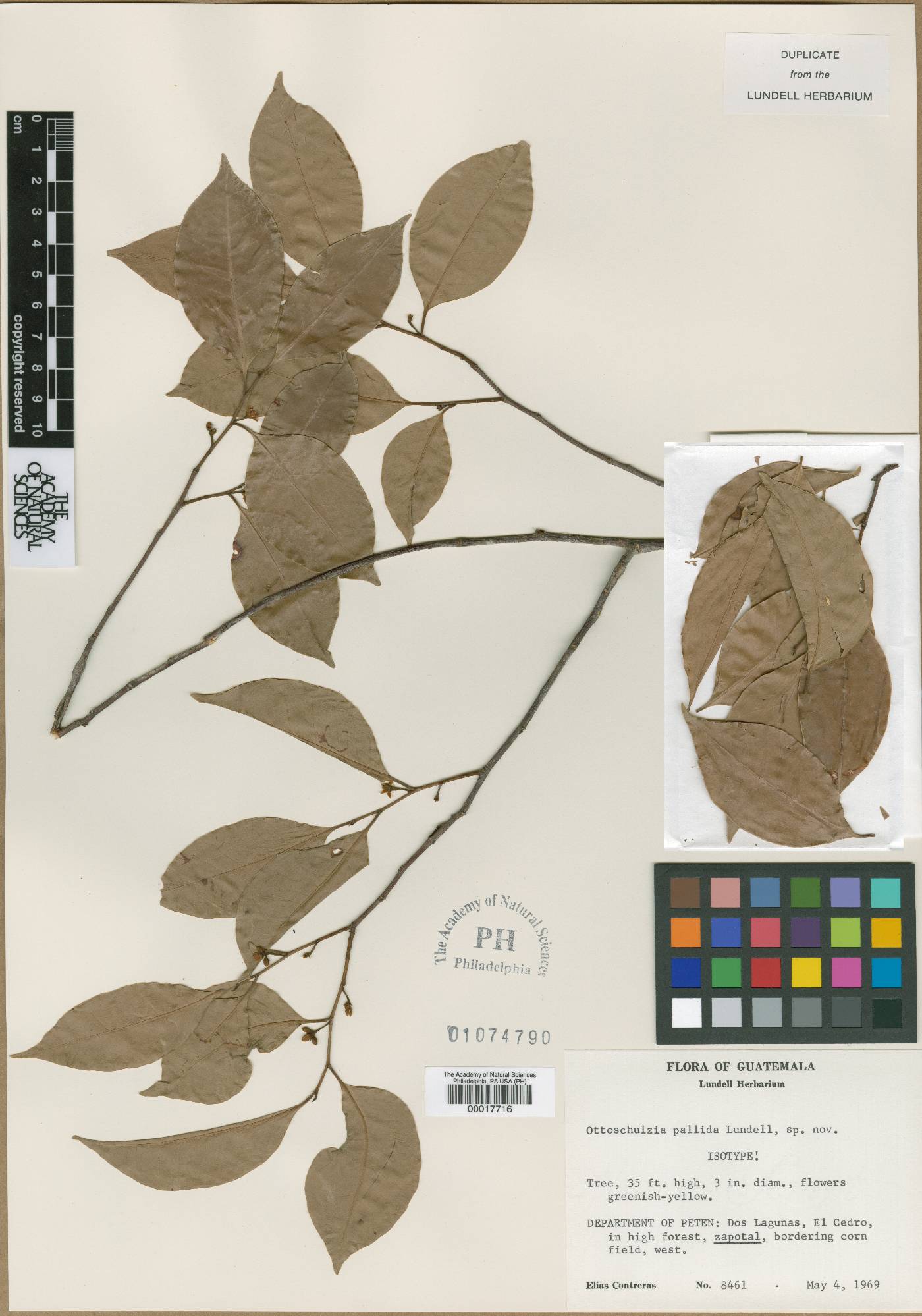 Ottoschulzia image
