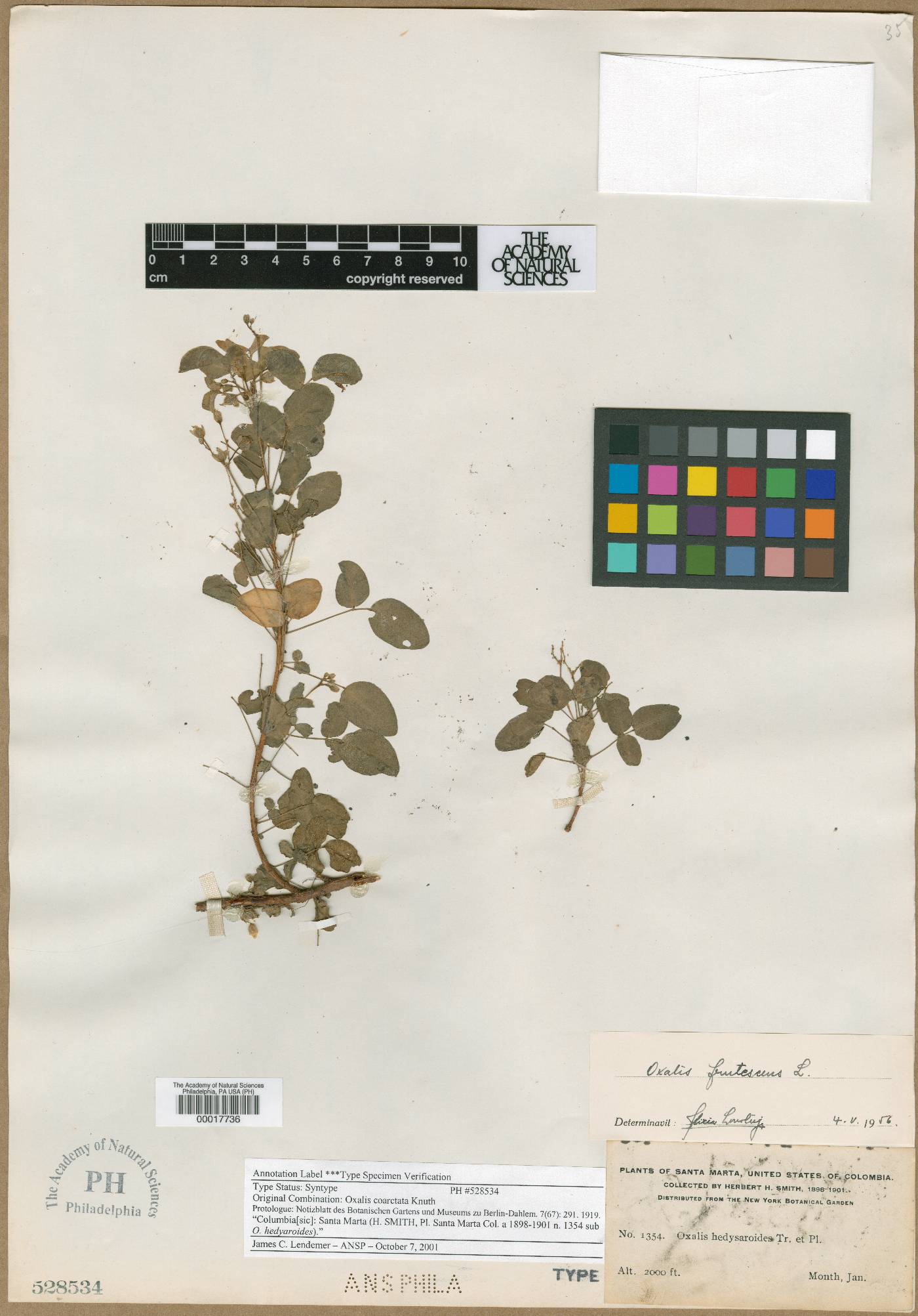 Oxalis frutescens subsp. frutescens image