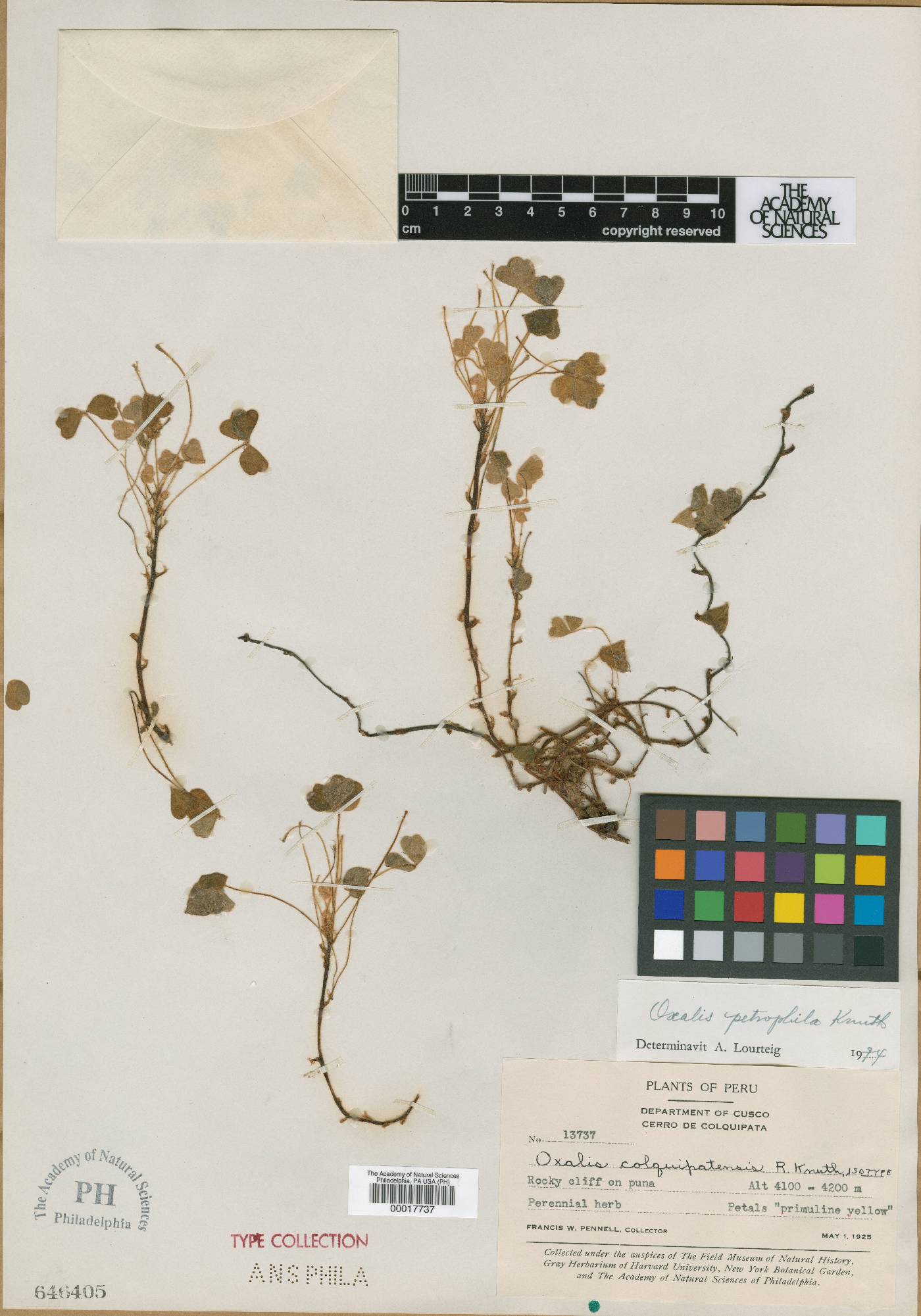 Oxalis petrophila image