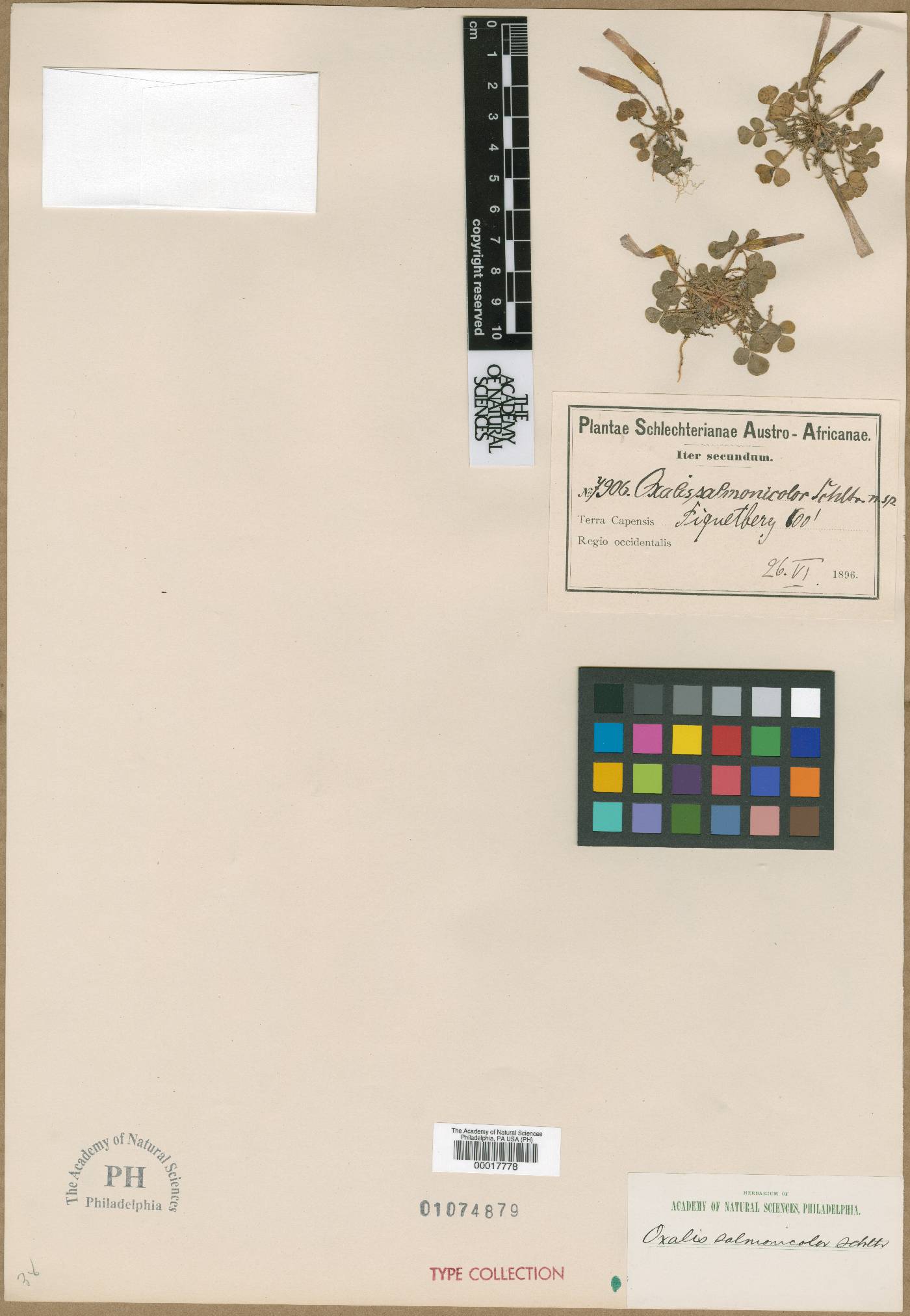 Oxalis eckloniana image