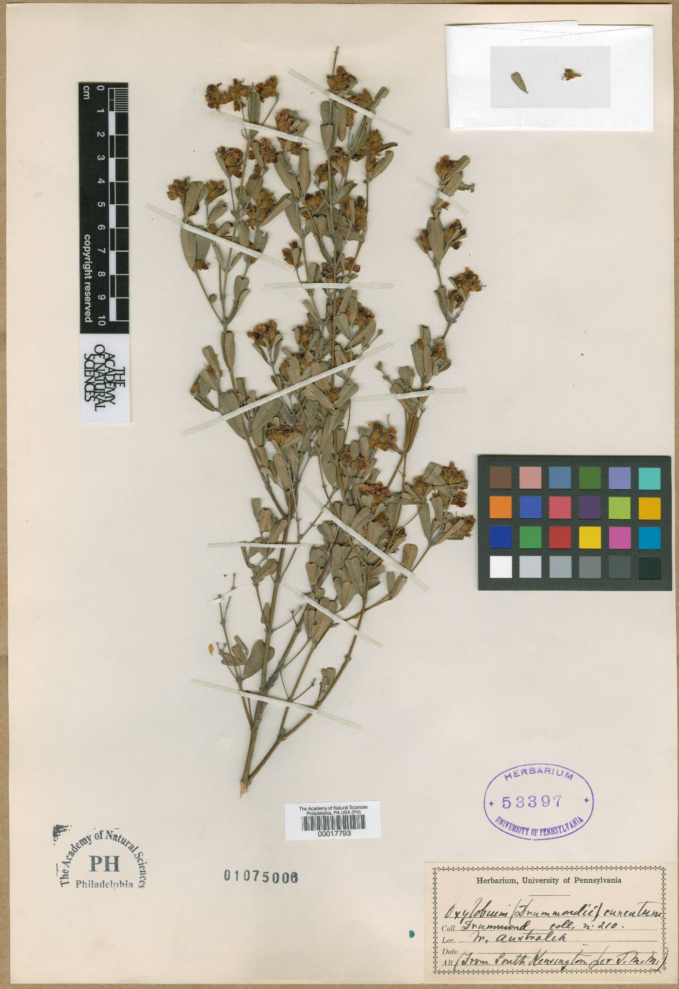 Oxylobium drummondii image