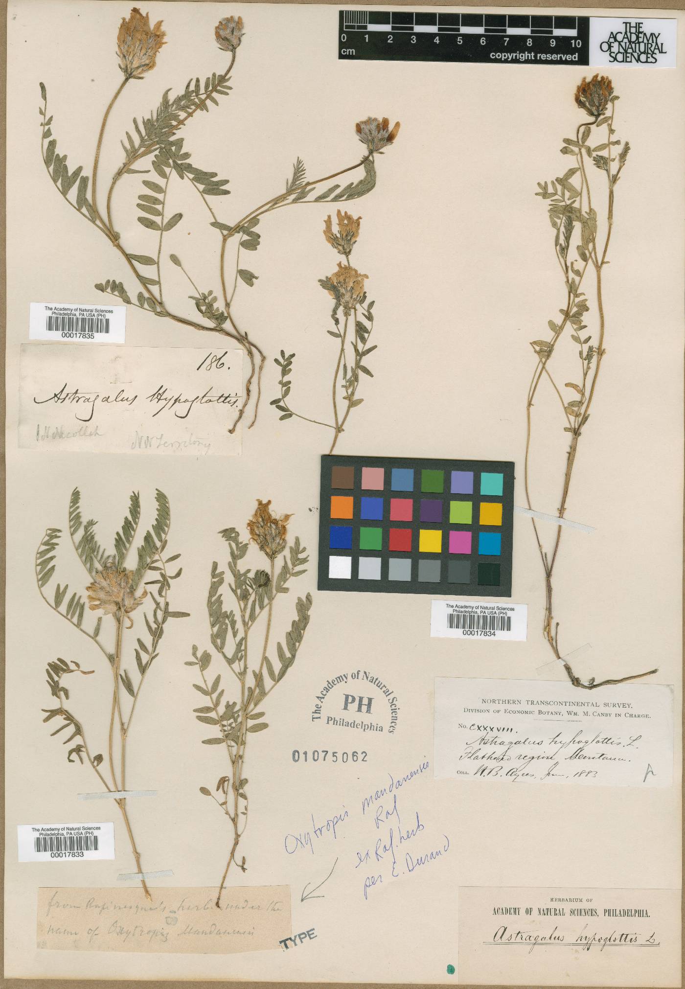 Astragalus agrestis image