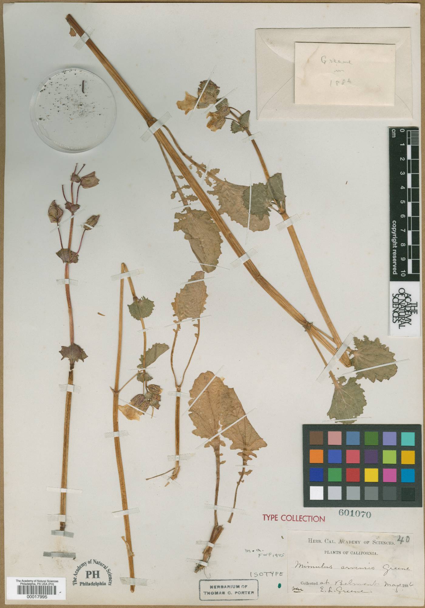 Erythranthe arvensis image