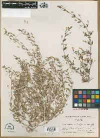 Erythranthe floribunda image