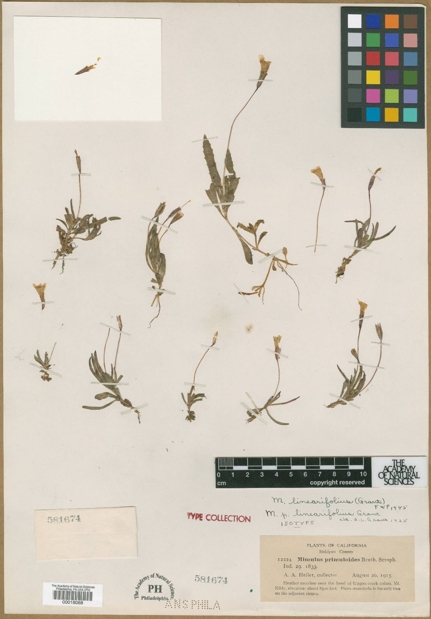 Erythranthe linearifolia image