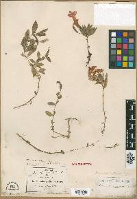 Erythranthe rupestris image