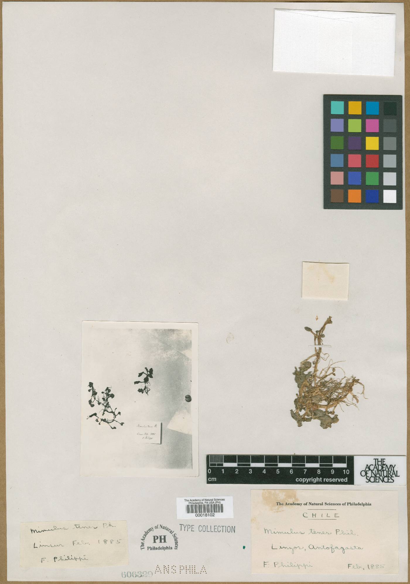 Erythranthe andicola image