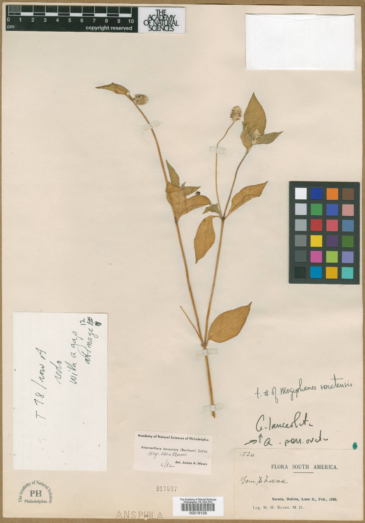 Alternanthera lanceolata image