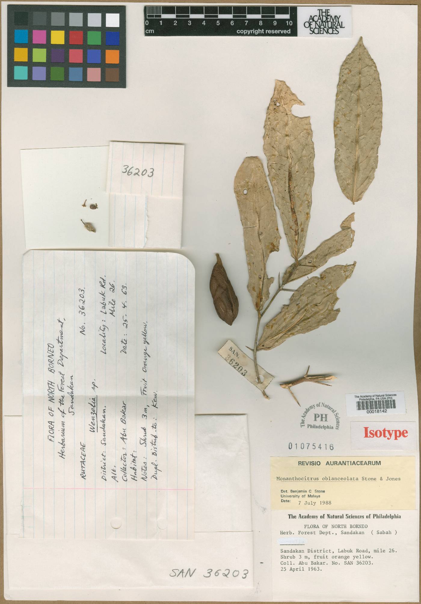 Monanthocitrus oblanceolata image
