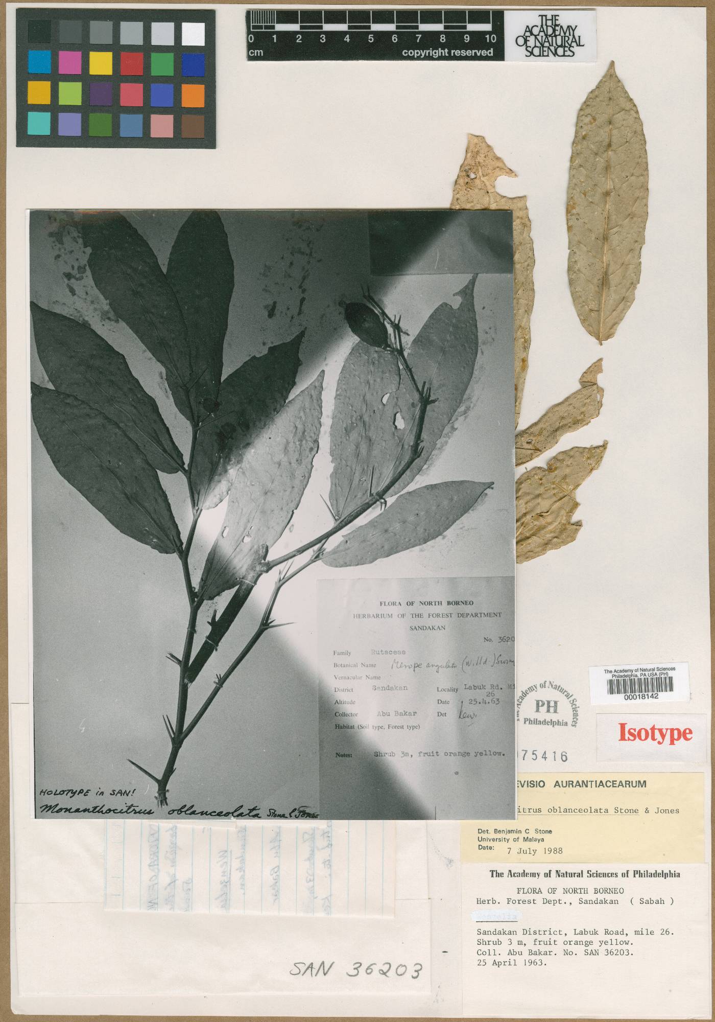 Monanthocitrus image