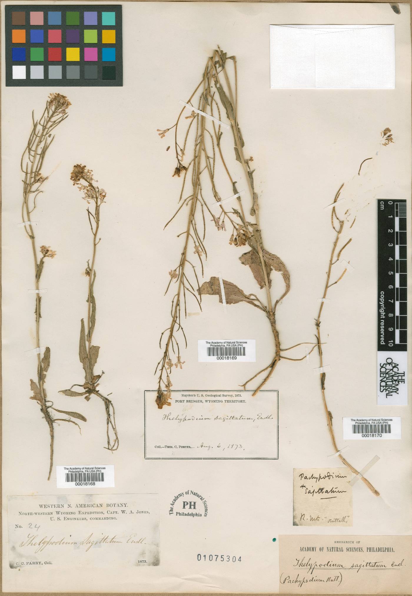 Pachypodium sagittatum image