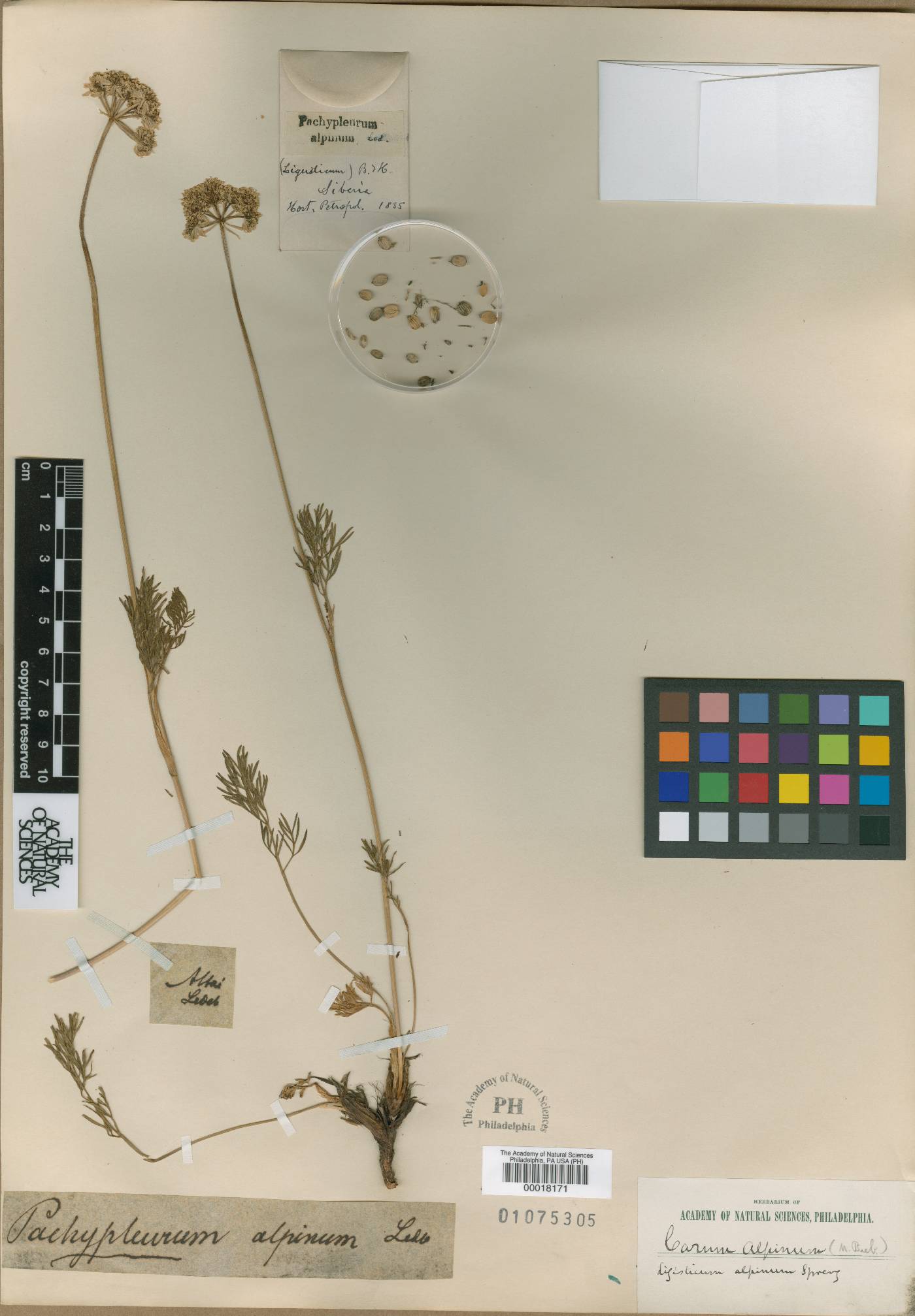 Pachypleurum alpinum image