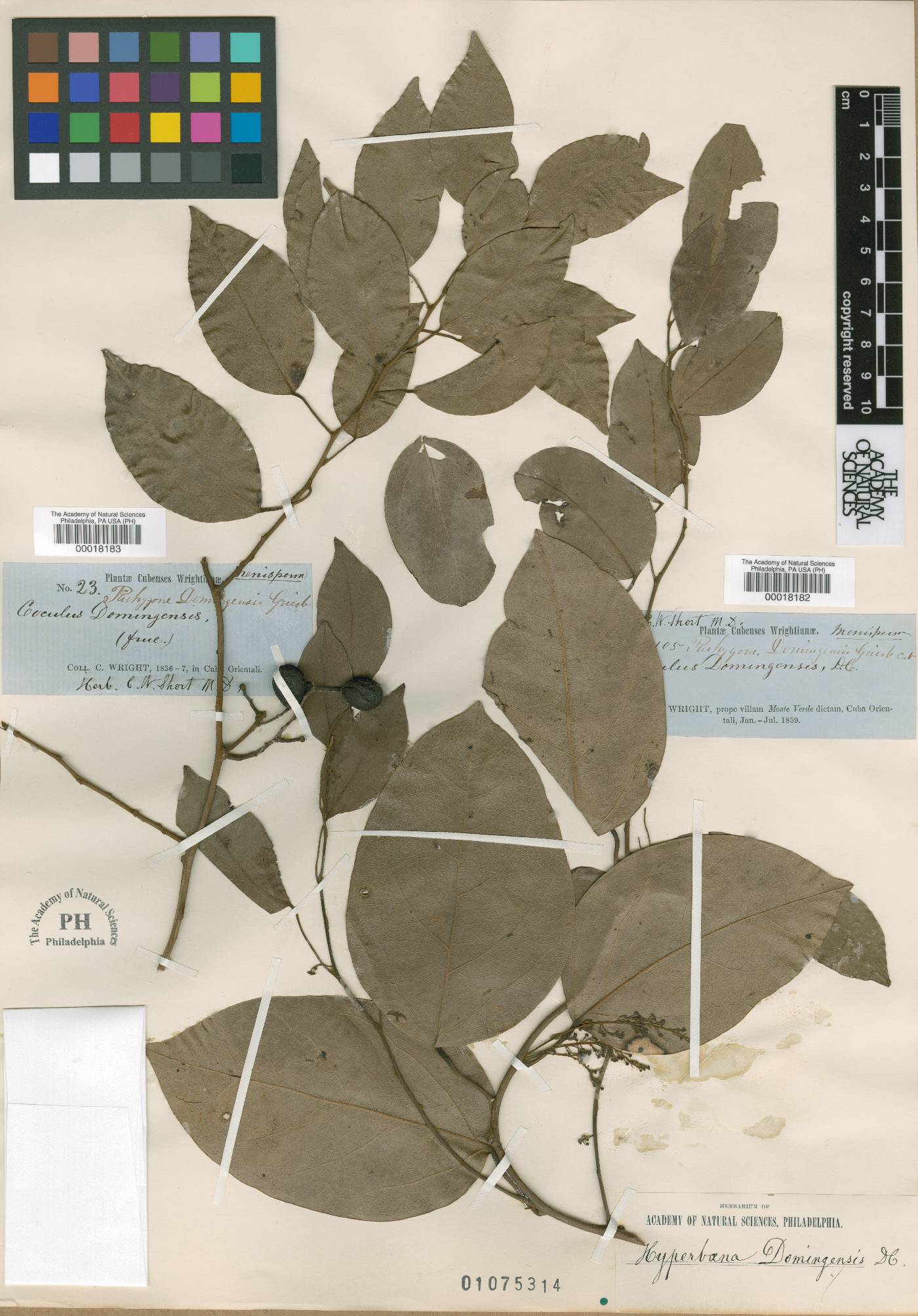 Hyperbaena domingensis image