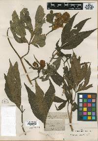 Image of Paeonia emodi