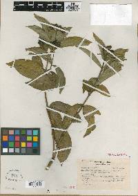 Media resource of Ditrichanthus seemannii