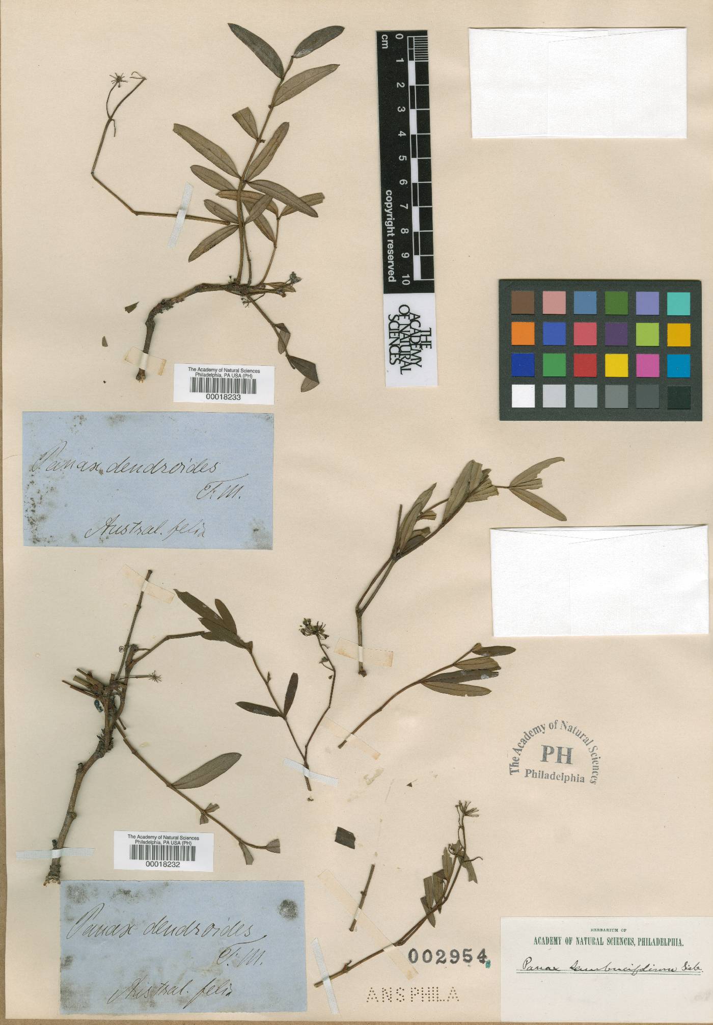 Polyscias sambucifolia image