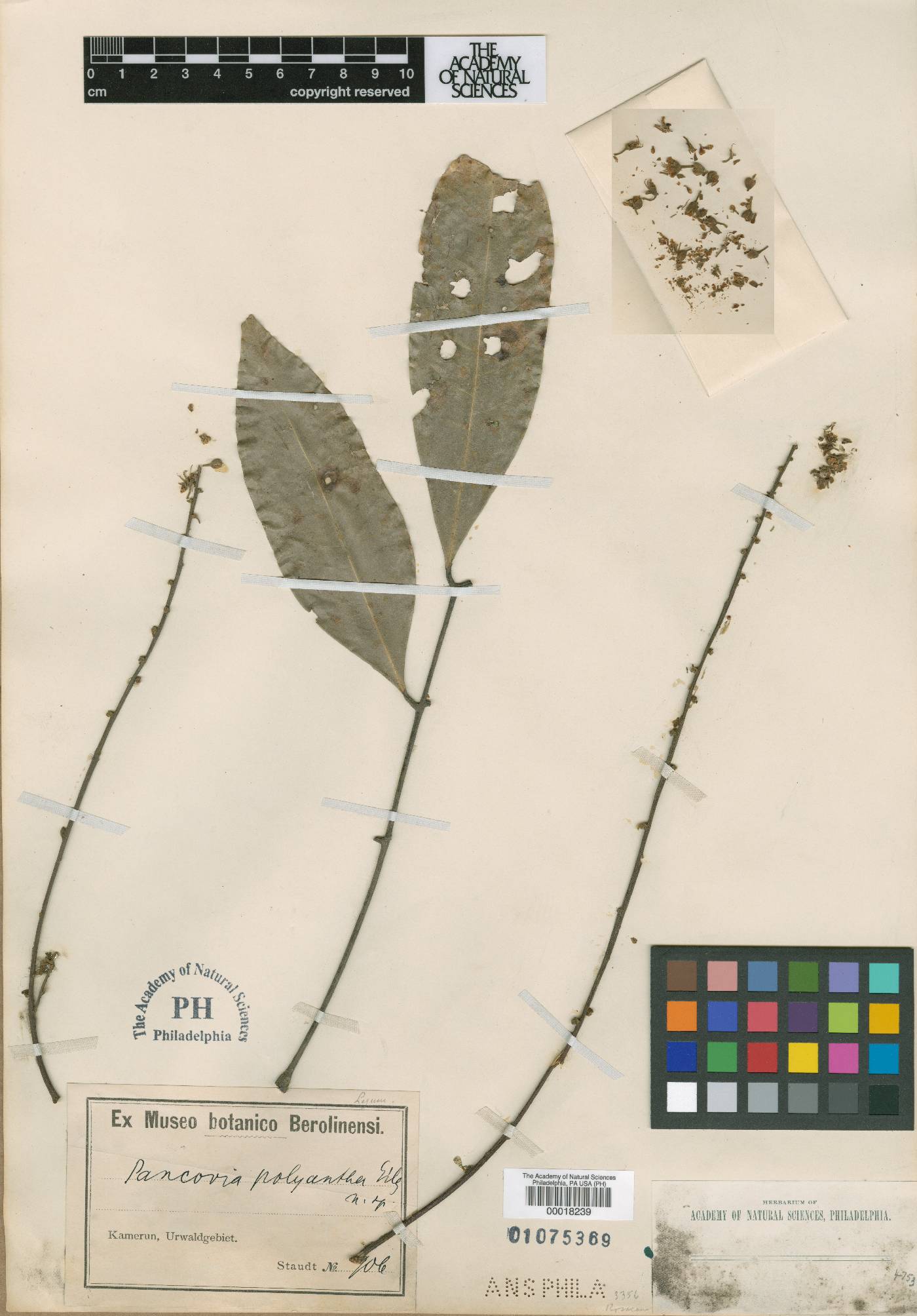 Pancovia polyantha image