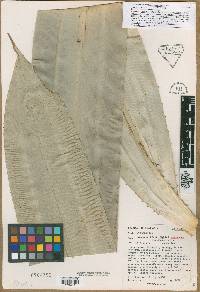 Media resource of Pandanus albifrons
