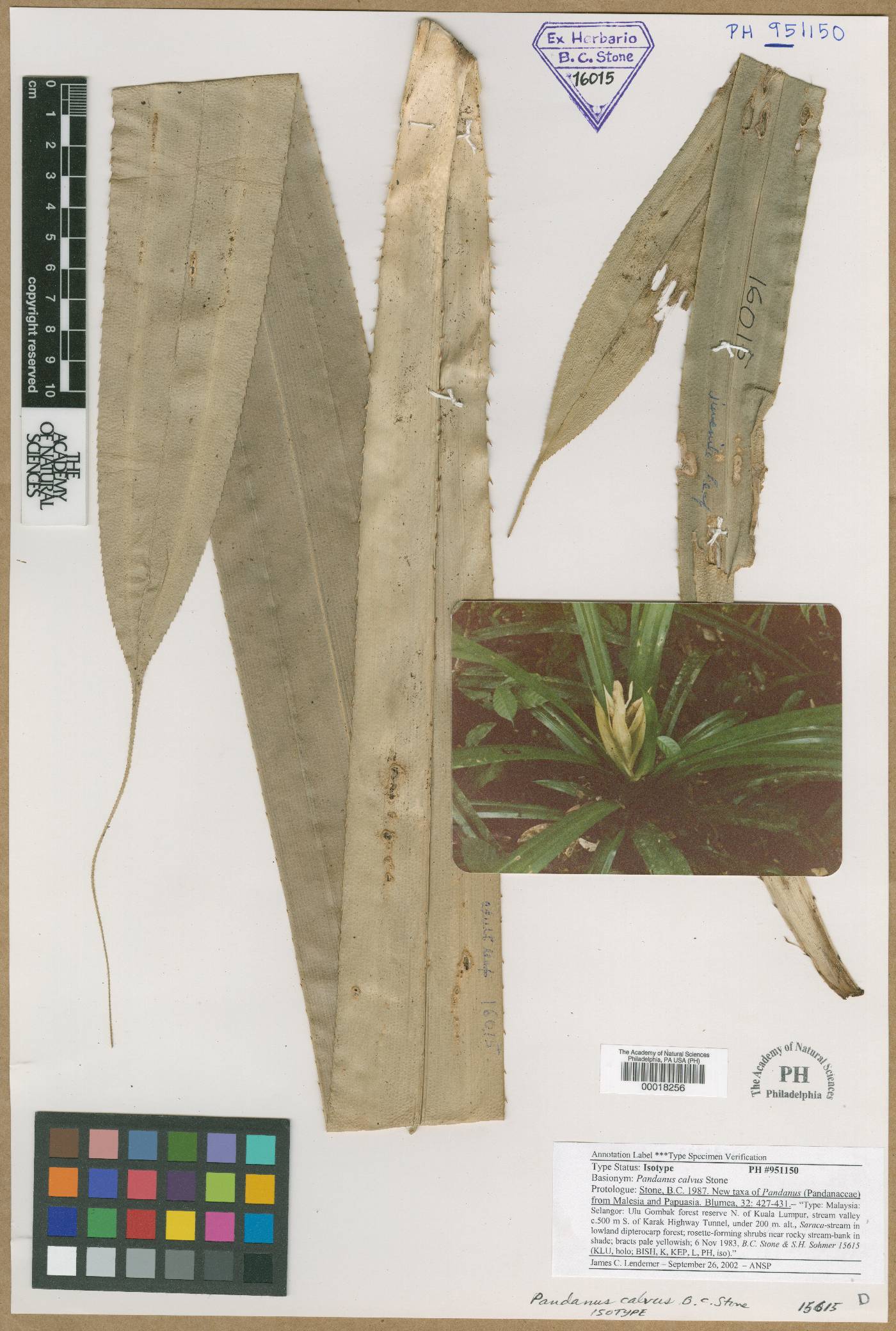 Pandanus calvus image