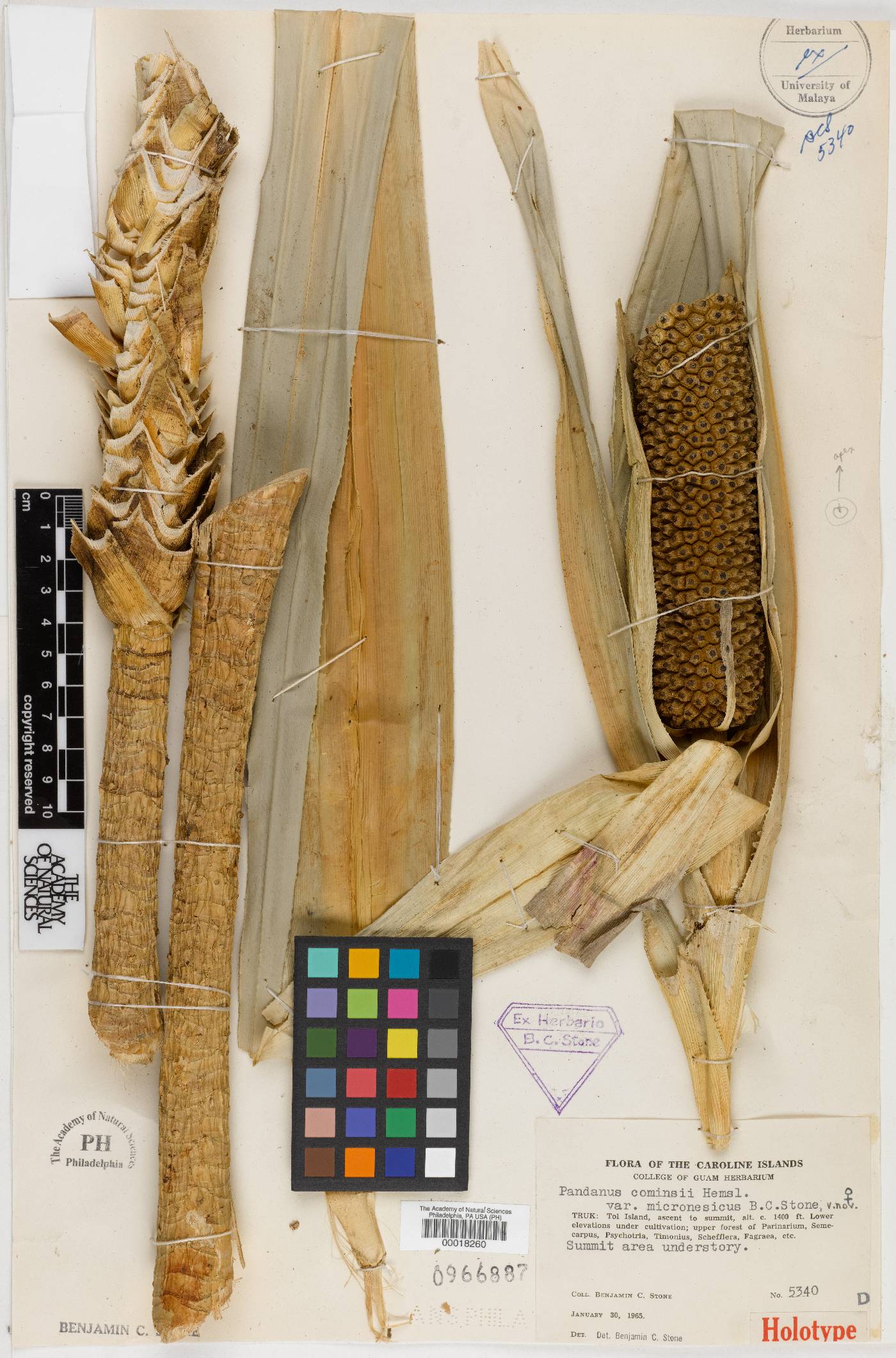 Pandanus conoideus image