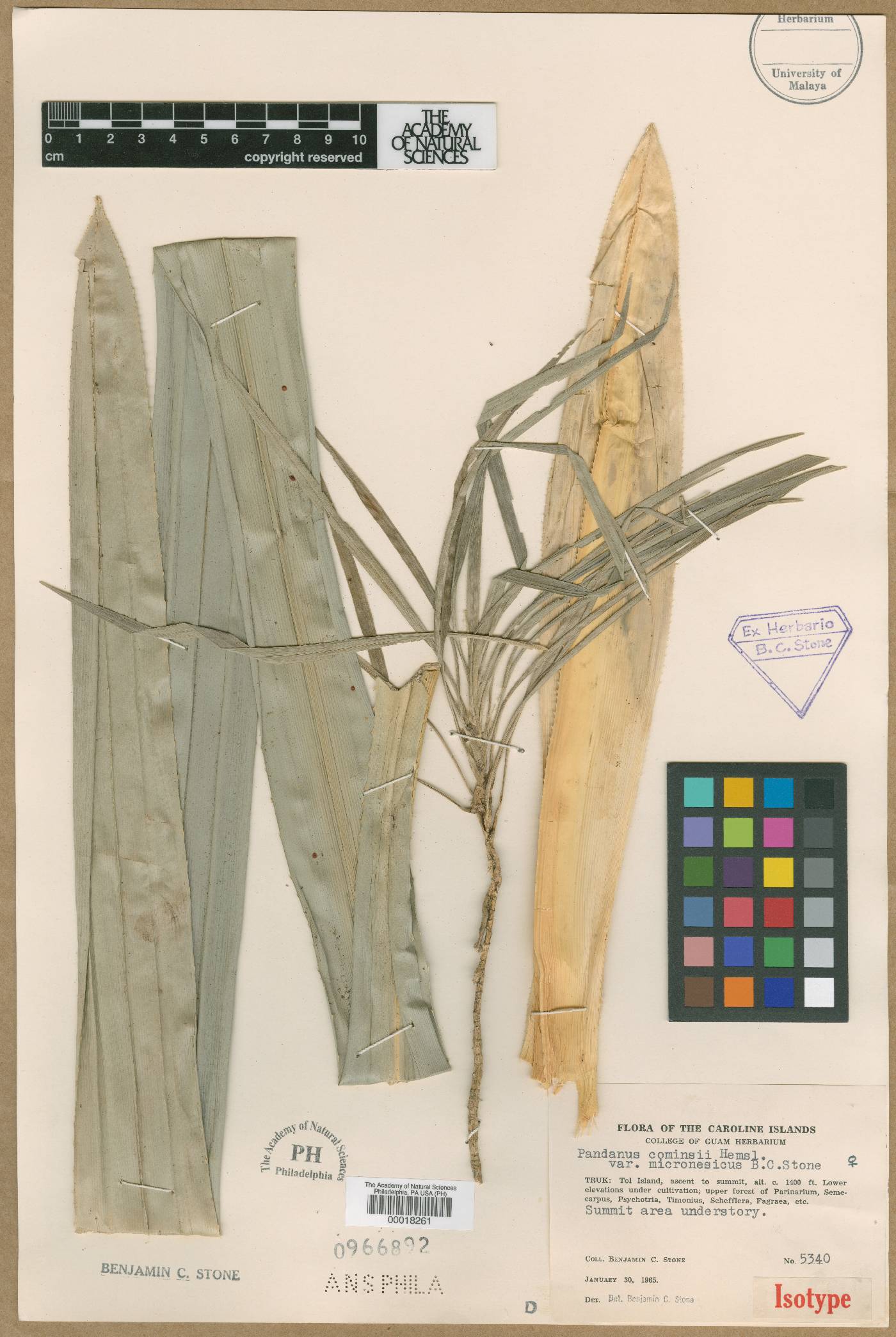 Pandanus conoideus image