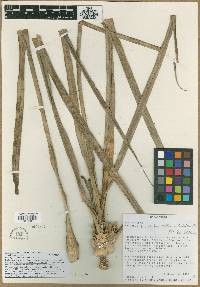 Media resource of Pandanus cuneatus