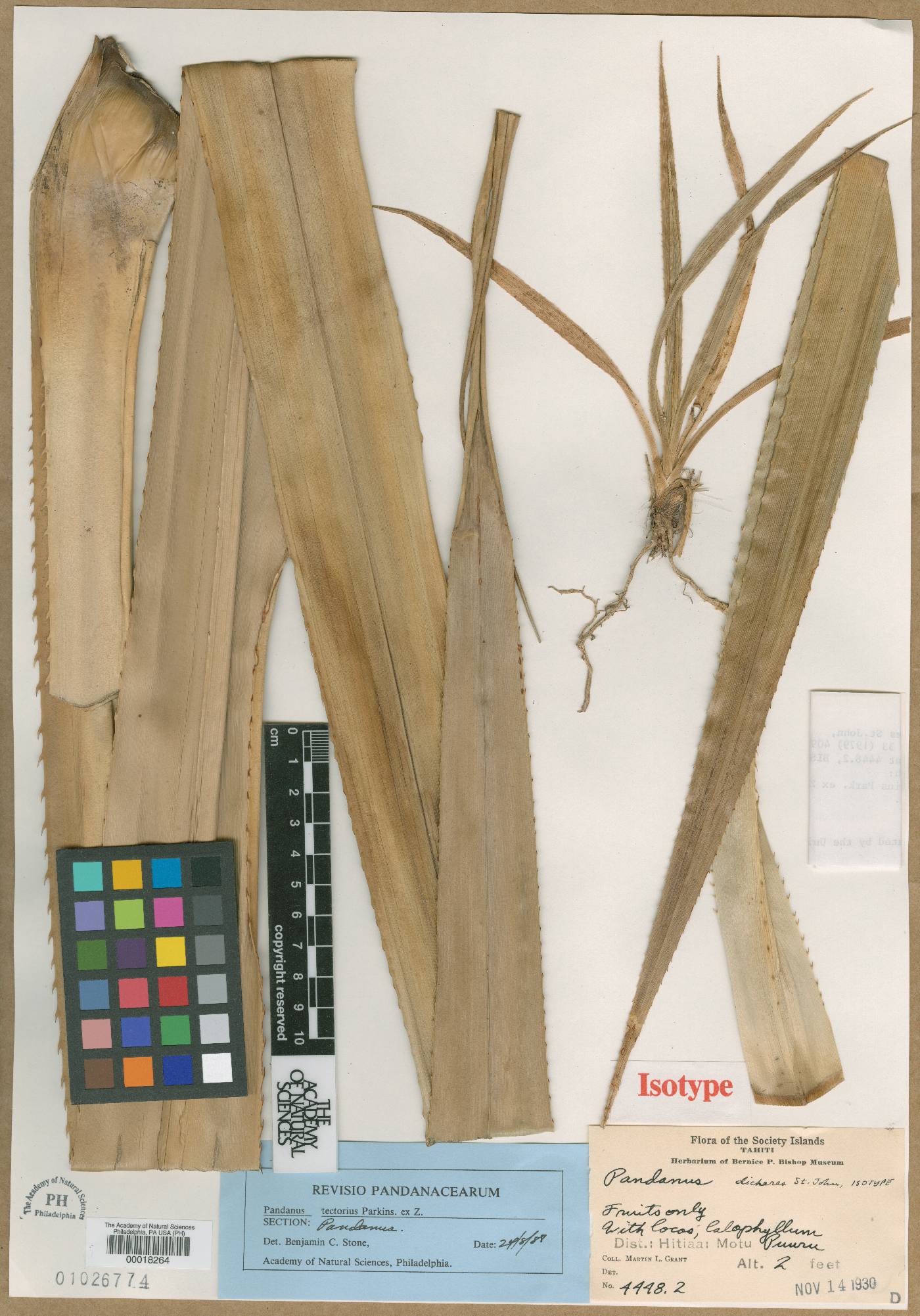 Pandanus tectorius image