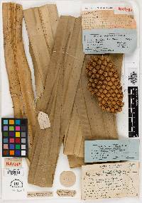 Pandanus kamiae image