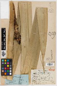 Pandanus kamiae image
