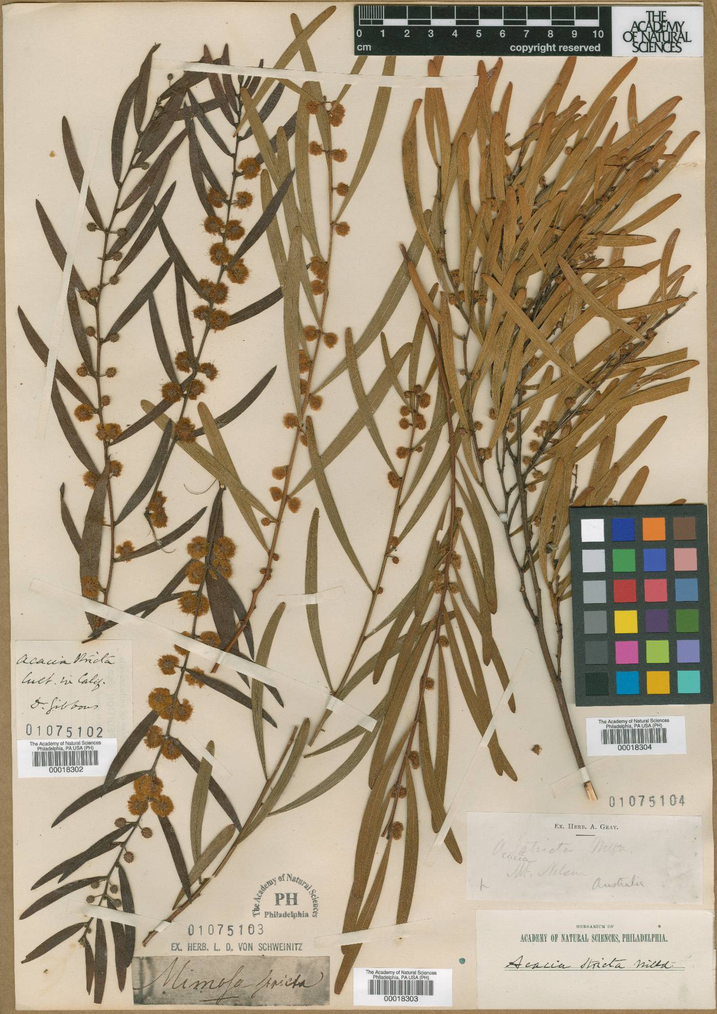 Acacia stricta image