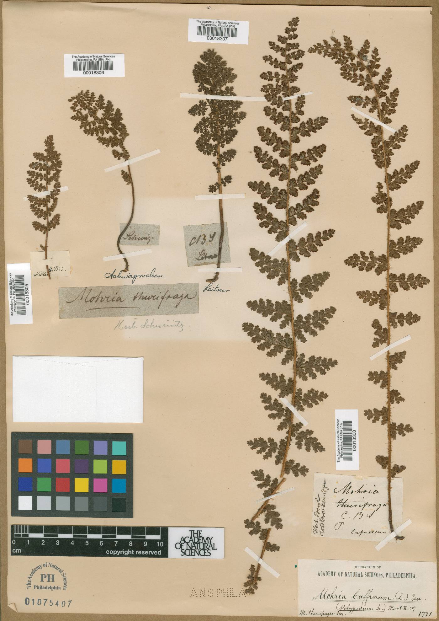 Anemia caffrorum image