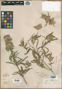 Monarda citriodora image