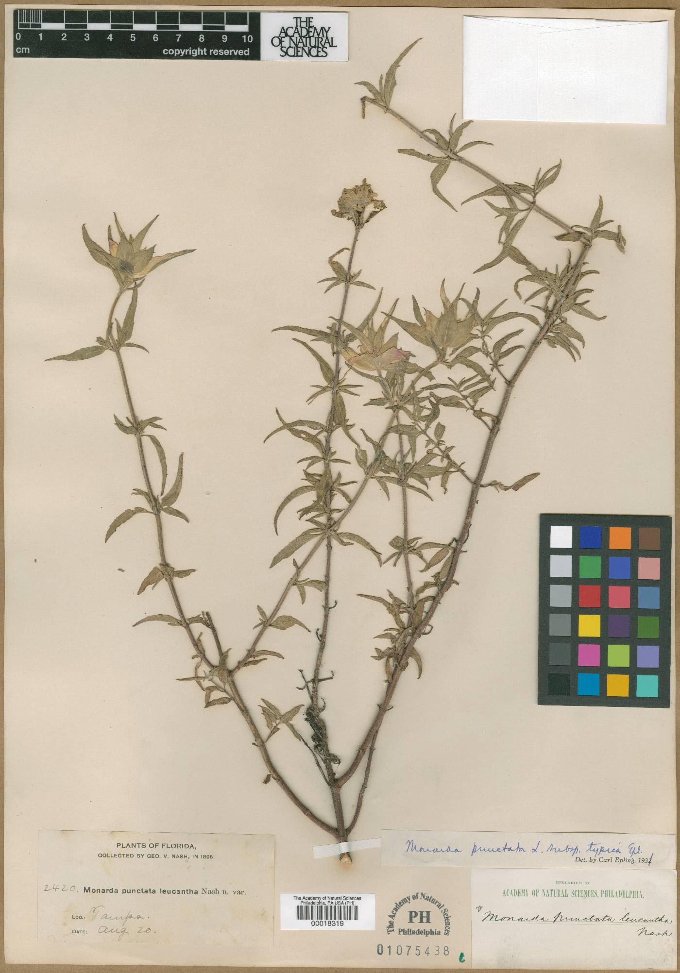 Monarda punctata var. leucantha image