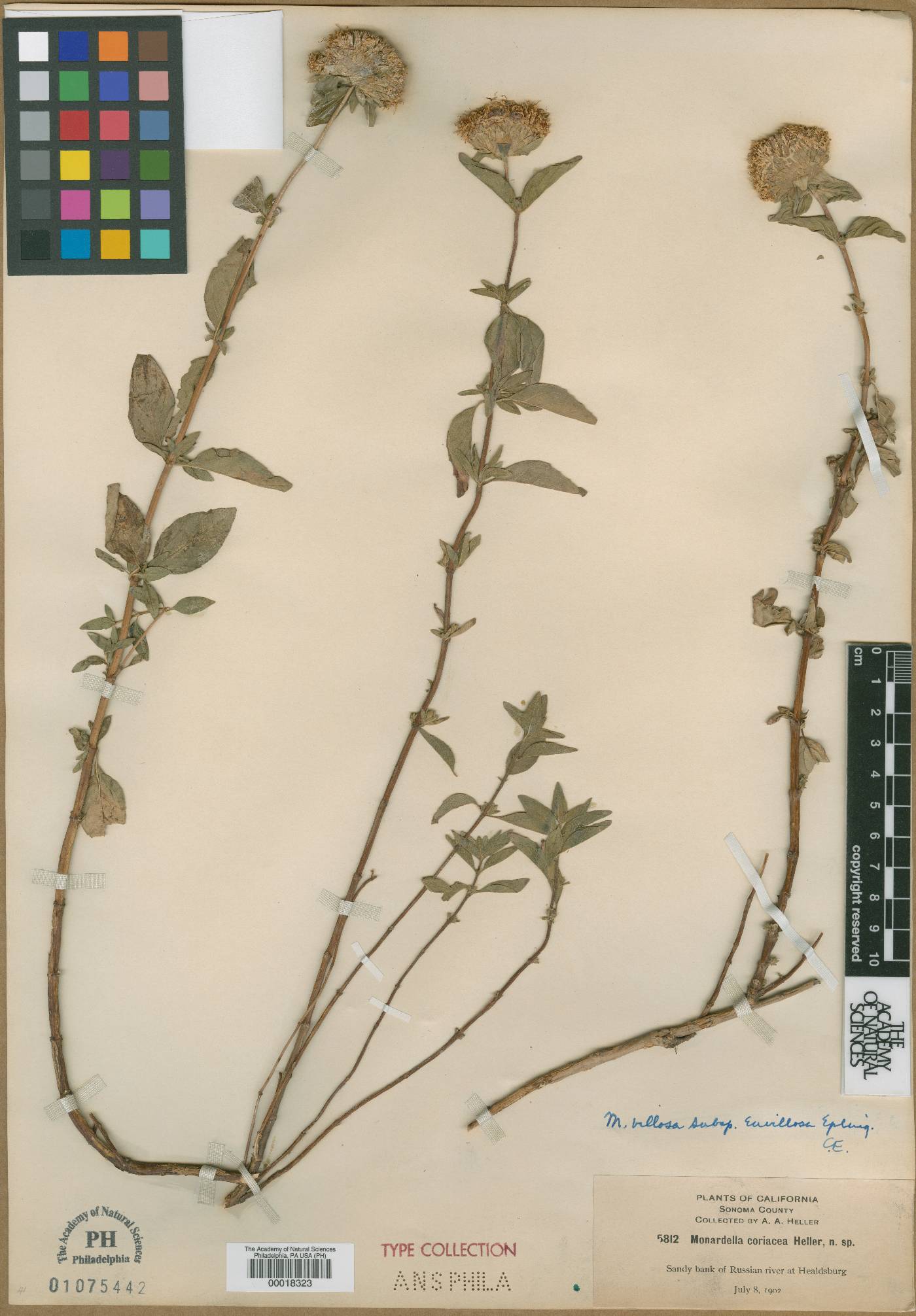 Monardella coriacea image