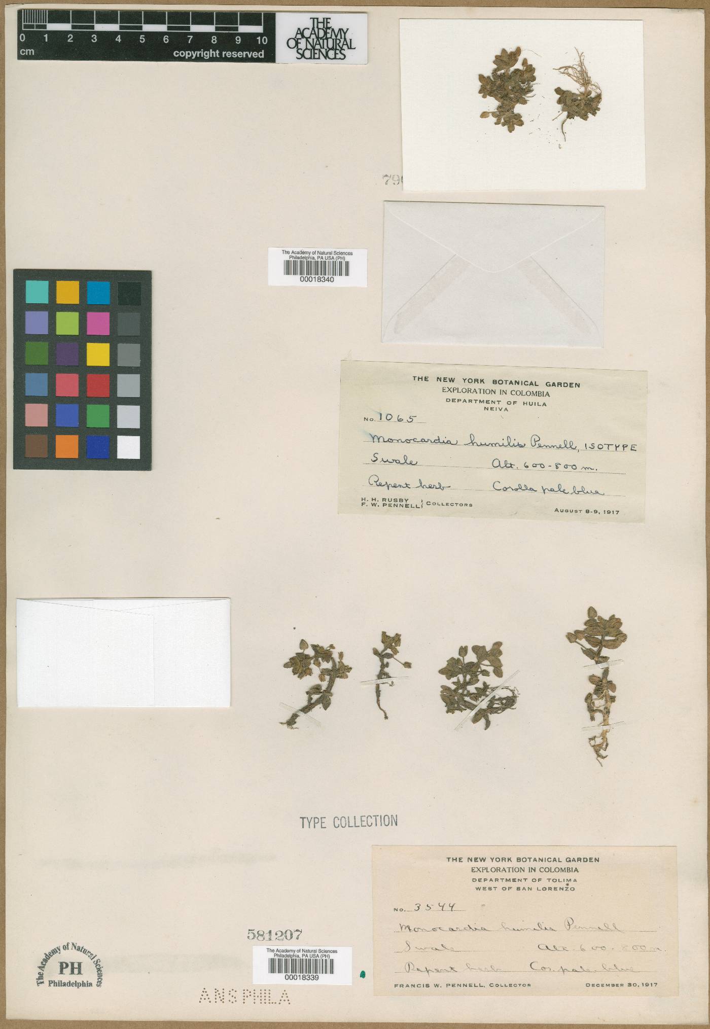 Bacopa salzmannii image
