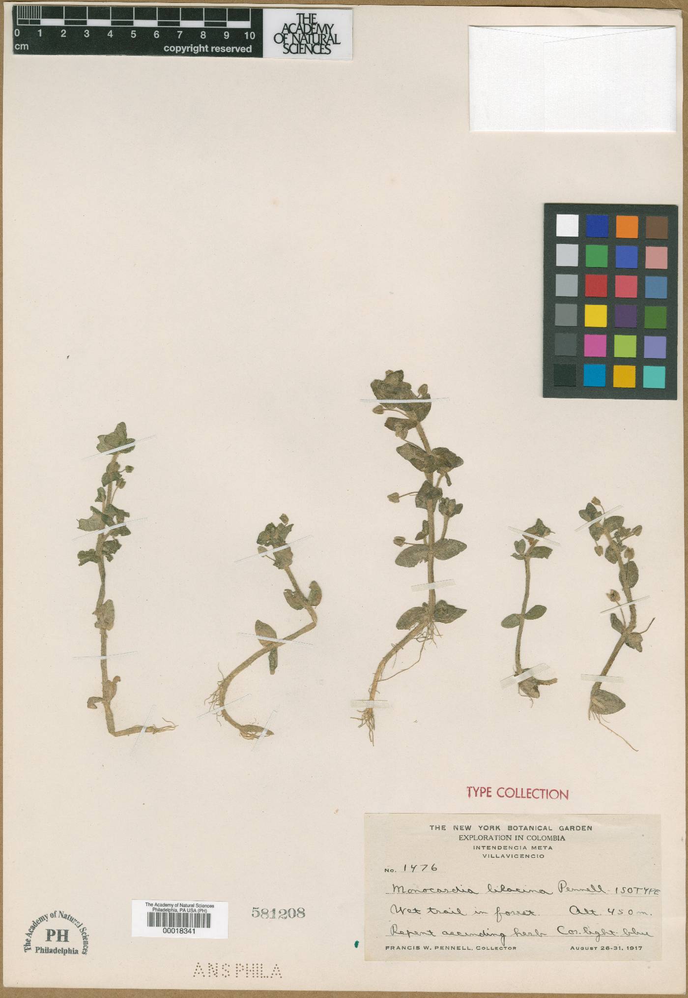 Bacopa salzmannii image