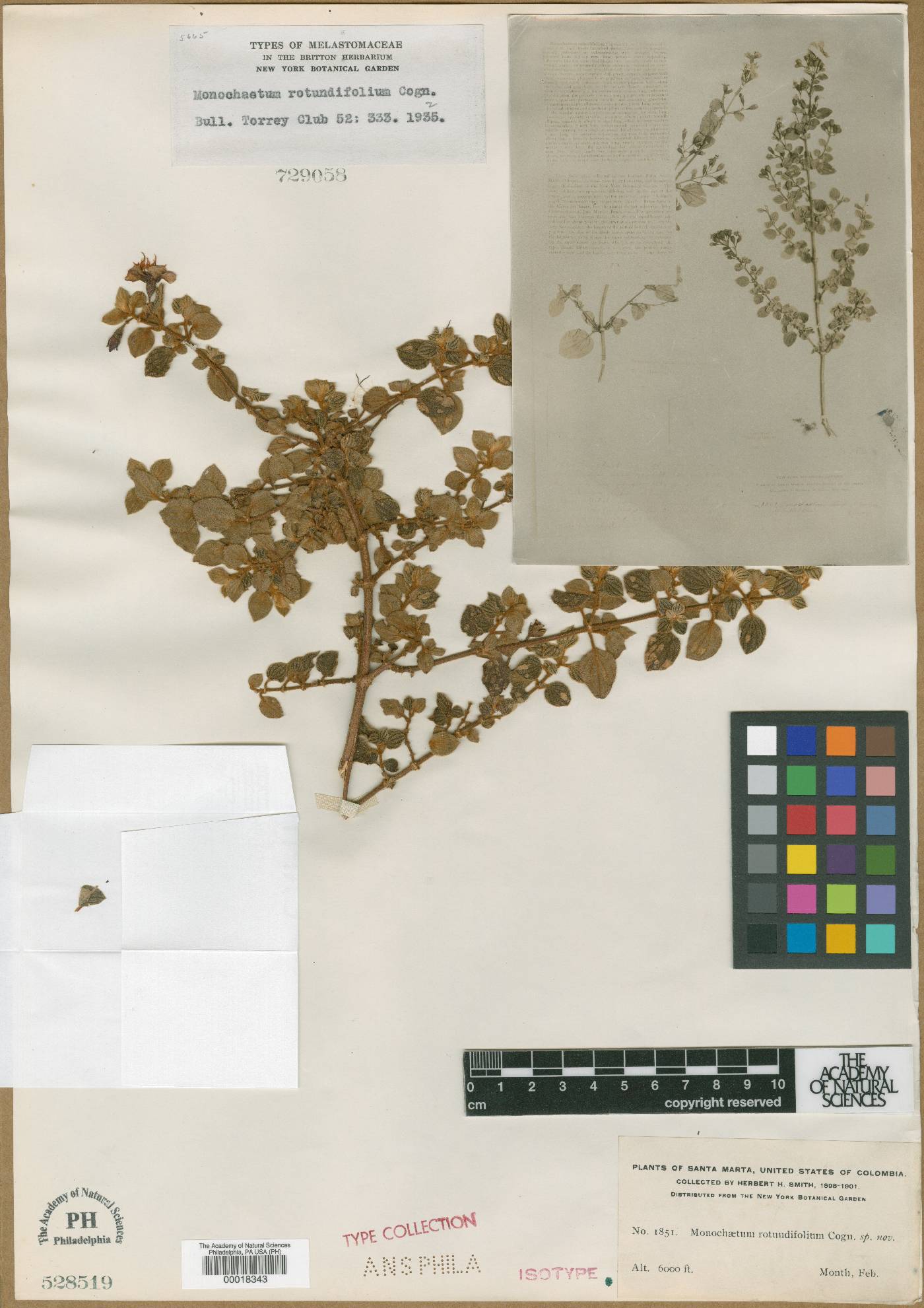 Monochaetum rotundifolium image