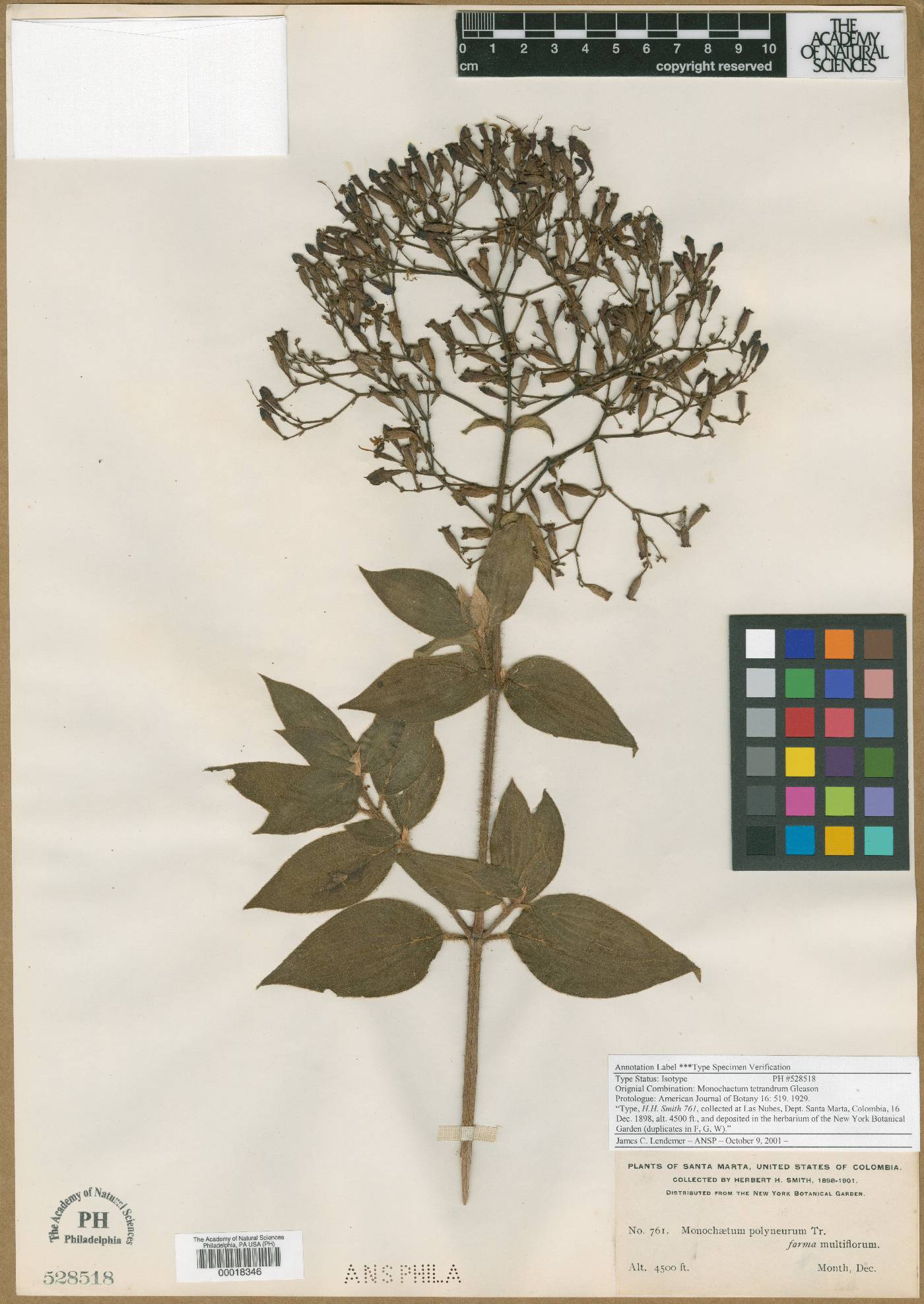 Monochaetum tetrandrum image