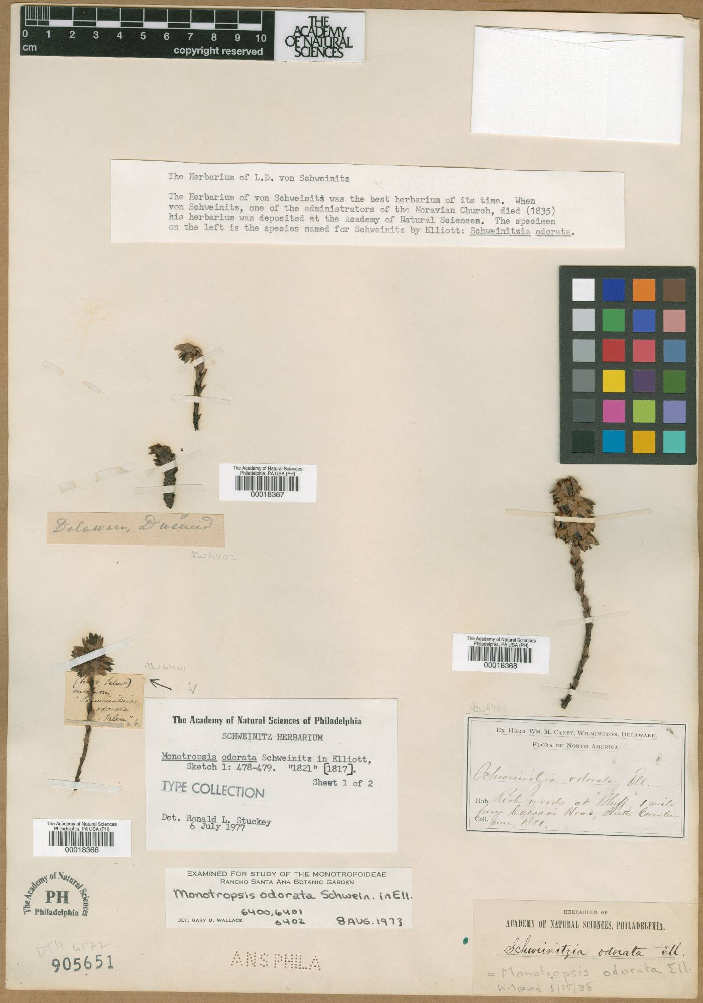 Monotropsis odorata image