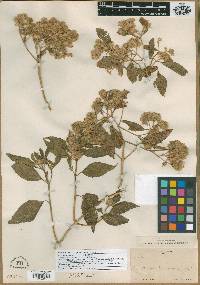 Montanoa tomentosa subsp. rosei image