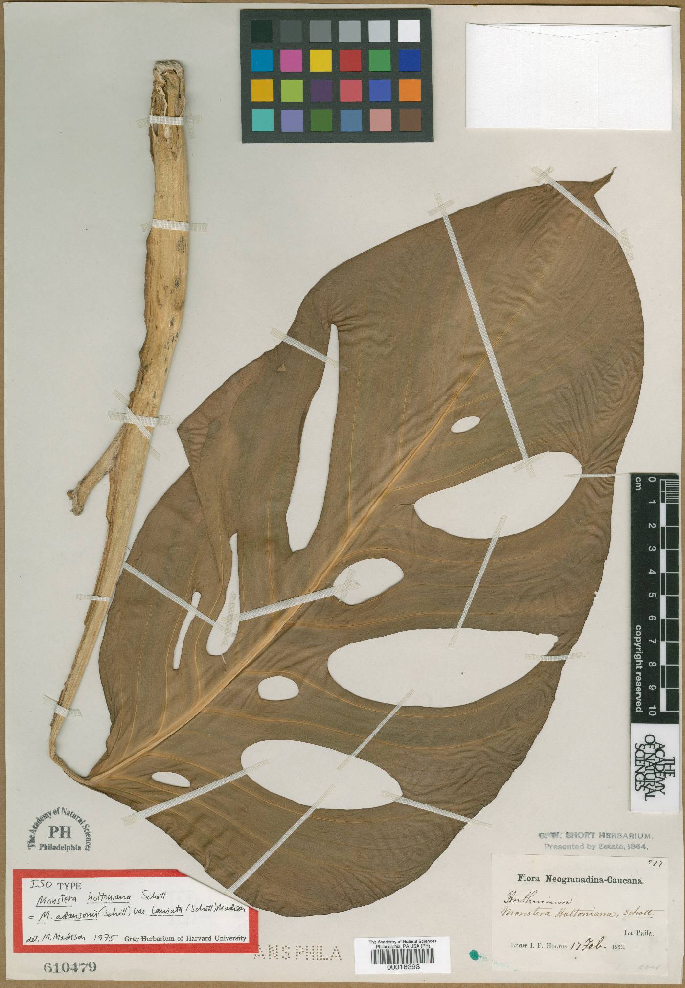 Monstera adansonii image