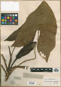 Montrichardia arborescens image