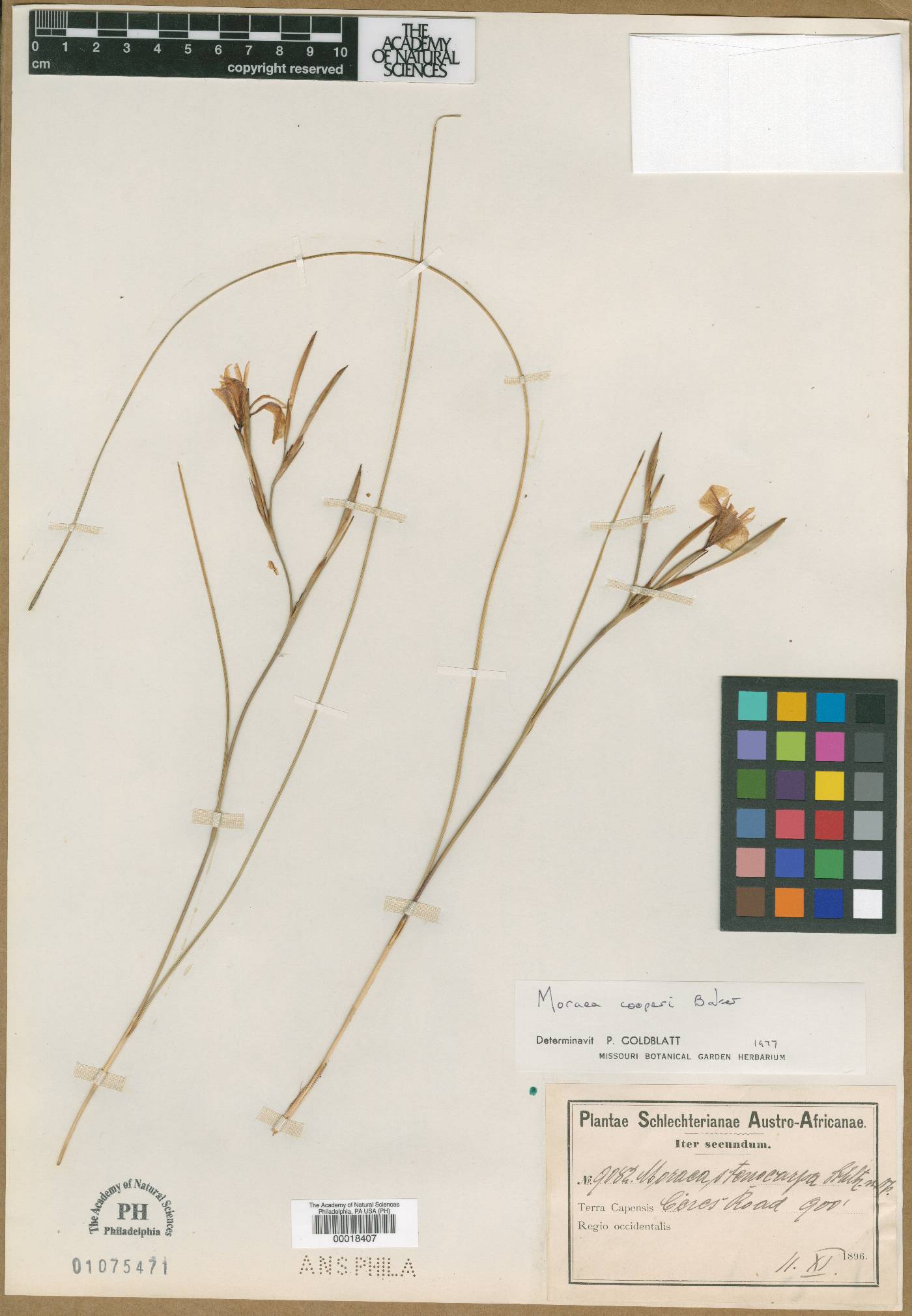 Moraea cooperi image