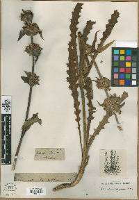 Morina longifolia image